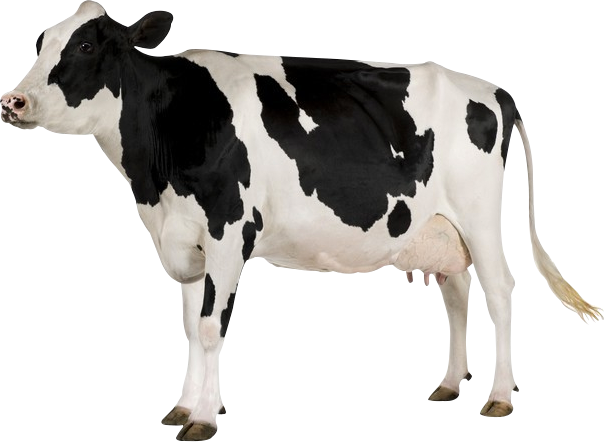 krowy mleczne - AquaBlend